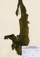 藏品(Laminaria sp.)的圖片